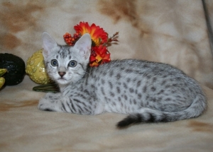 Girl1.8wk2_0.jpg