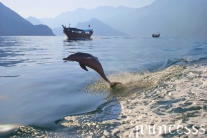 Dolphin%20Oman.jpg Dolphin%20Oman.jpg