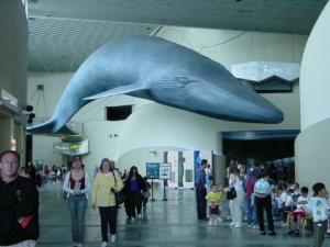 p216553-Long_Beach-Aquarium_of_the_Pacific_Ocean.jpg