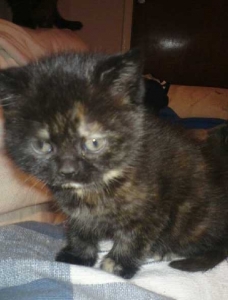tortie.jpg tortie.jpg
