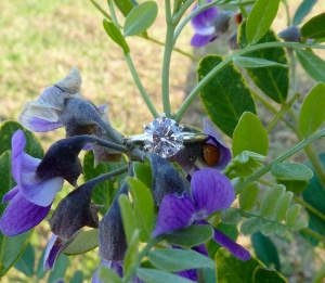 1.87flower1.jpg