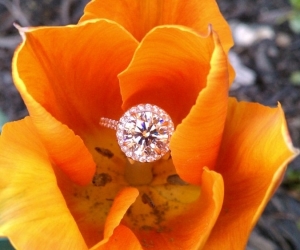 Orange%20tulip.jpg Orange%20tulip.jpg