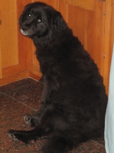 nala2.jpg