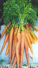 carrots.jpg