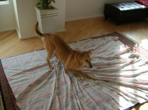 Dino after bath 2.jpg