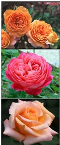 new roses 2006 spring.jpg