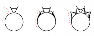 tulipprofiles_0.png
