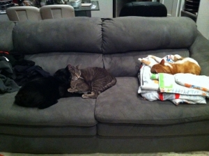 Matty,%20Maddox,%20Chairman%20Meow.jpg