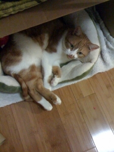 Chairman%20Meow.jpg