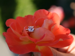 flowertopcrop.jpg
