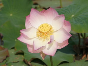 pink_lotus_blossom-dsc01488-a1-wp.jpg