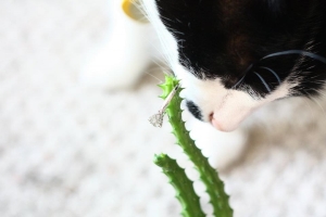 kitty%20cactus%20ring.jpg