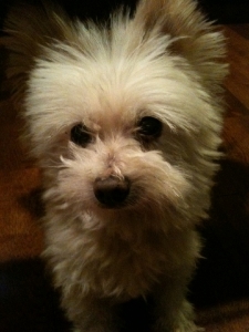 tuffy1.jpg