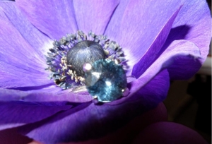 flower%20one.jpg