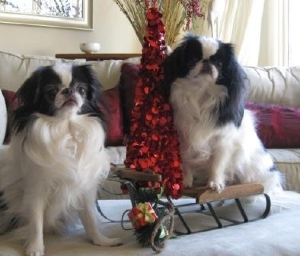 xmas08.jpg
