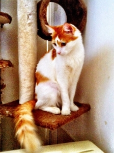 foster2.jpg