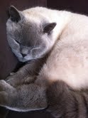 Zzzzz.jpg