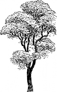 tall-tree-clip-art.jpg