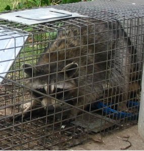 Rockyracoon2.JPG