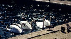 aswansandducks.JPG