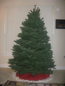 tree.1.JPG