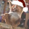 ChristmasLoreleiRatThing.jpg