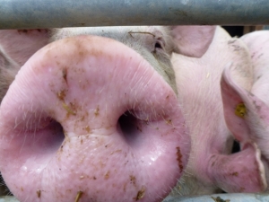 pigs.jpg