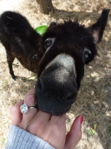 donkey.jpg donkey.jpg