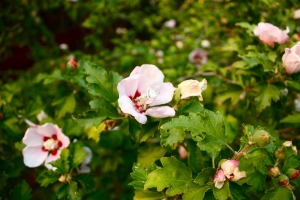 pear_flower_3.jpg