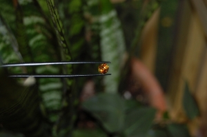 dsc_0443.jpg