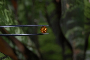 dsc_0450.jpg