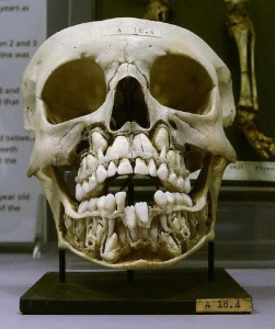 teeth.jpg teeth.jpg