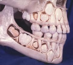 teeth2.jpg teeth2.jpg