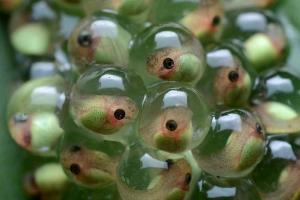 tadpoles.jpg