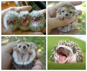 babyhedgehogs.jpg