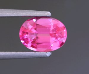 sep12mspinelii.gif