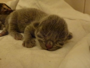 kitten1.jpg