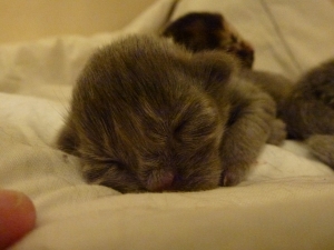 kitten2.jpg