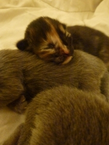 kitten3.jpg