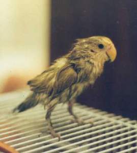 boowet.jpg