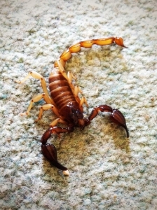 scorpion.jpg