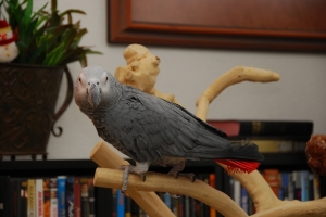 dsc_2113.jpg