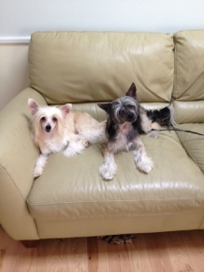 puppies.jpg puppies.jpg