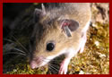 t_whitefootedmouse.jpg