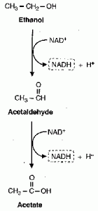ethanolmetabolism.gif