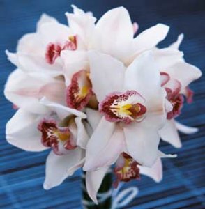 pale pink handtied orchid bouquet.jpg