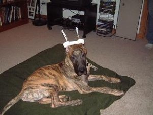 ScoobyOnPillowSmall.JPG