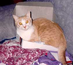 tristan1.jpg
