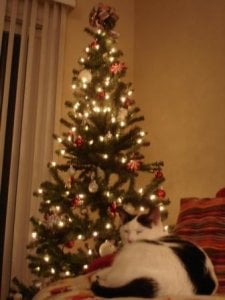 EQartietreewithmadcow2.jpg