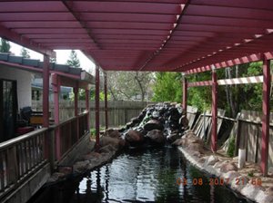 koi 010121.jpg